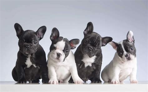 Breeding French Bulldogs A Comprehensive Guide Frenchie Journey
