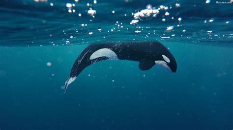 Killer Whales Wallpapers Wallpaper Cave