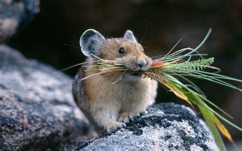 Since They Do Not Hibernate An Individual Pika Must Collect A Large