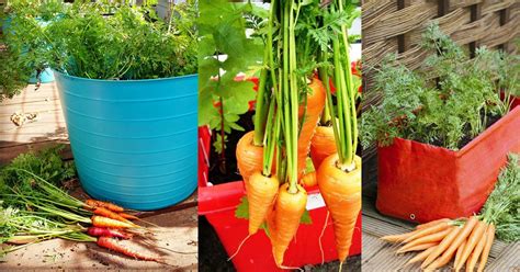 Growing Carrots In Containers How To Grow Carrots In Pots Balcony