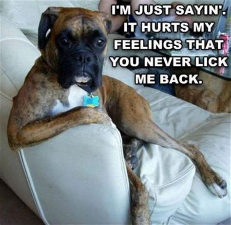 16 Best Boxer Memes To Set The Mood The Dogman