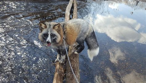 Abby The Calico Fox 🦊 Raww