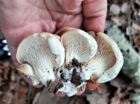 Oyster Mushroom Identification Foraging And Cooking Mushroom