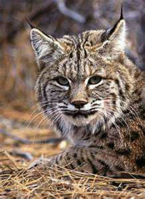 Welcome to discovery sport camp! Kentucky wildcat ... | Wild cats, Small wild cats, Feline