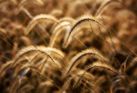 Ears Field Meadow Grass Dry Hd Wallpaper Peakpx
