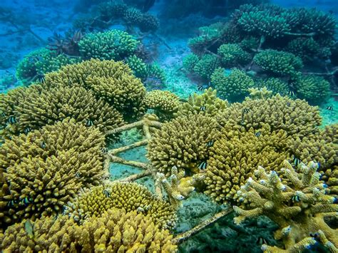 Coral Reef Propagation Projects Marine Savers