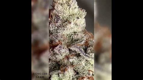 Dantes Inferno Strain By Clearwater Genetics Kingseeds Youtube