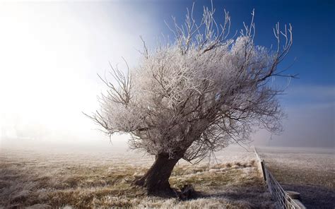雪中的树冷色风景高清桌面壁纸 高清桌面壁纸下载 找素材网