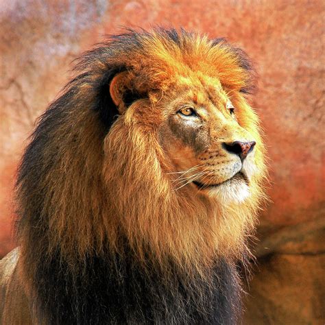 Alpha Male Lion Photograph By Howard Bagley Fine Art America