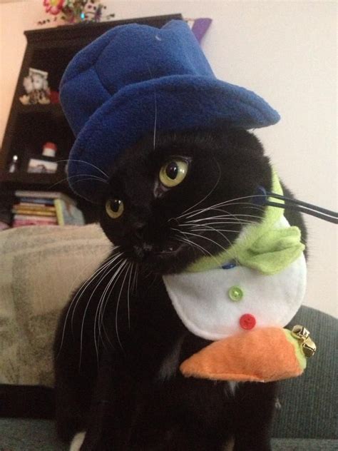17 Best Images About Cats In Hats On Pinterest Cats