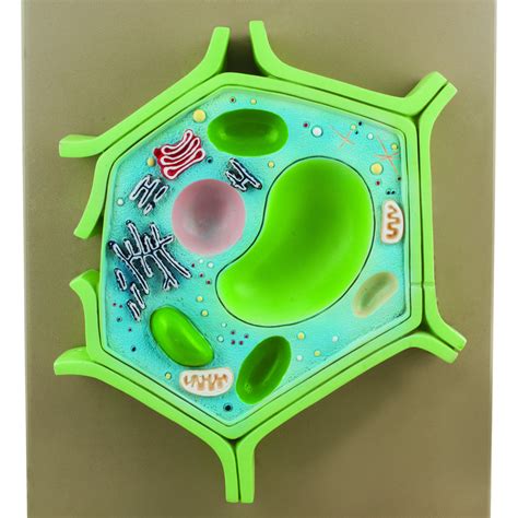 Eisco Labs 4 Part Plant Cell Model on base; chloroplast, mitochondrion