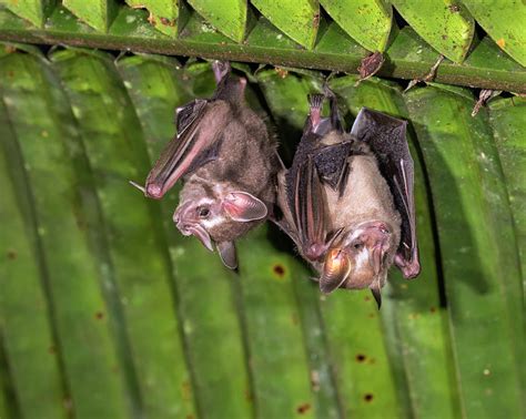 Pygmy Fruit Eating Bats Photograph By Ivan Kuzmin Pixels