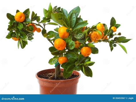 Small Citrus Tree In The Pot Stock Image Image Of Fruit Pruning