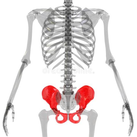 Hip Bone Joints Of Human Skeleton System Anatomy 3d Rendering Stock