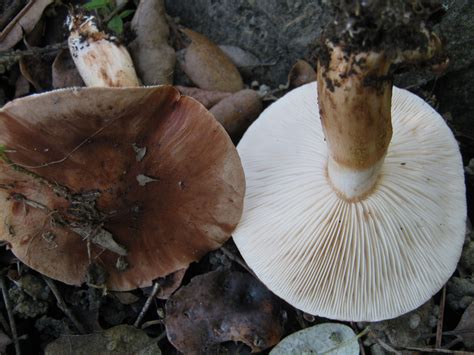 Tricholoma stans - identifier-les-champignons.com