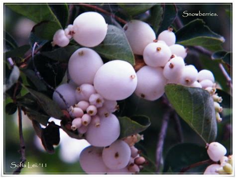 Snowberry Symphoricarpos Racemosus Madreselva Baya De Flickr