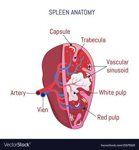 Spleen Anatomy And Physiology