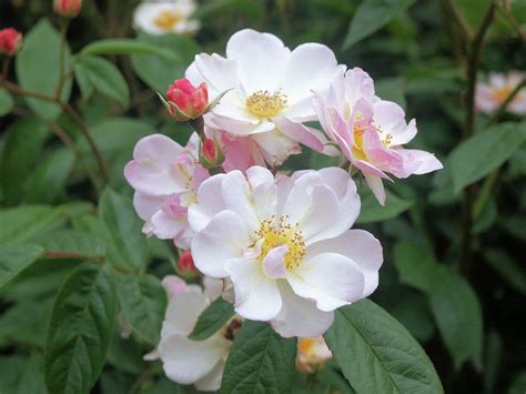 Queen of the Musks, Rosa moschata-hybrid | Rose, Plants 