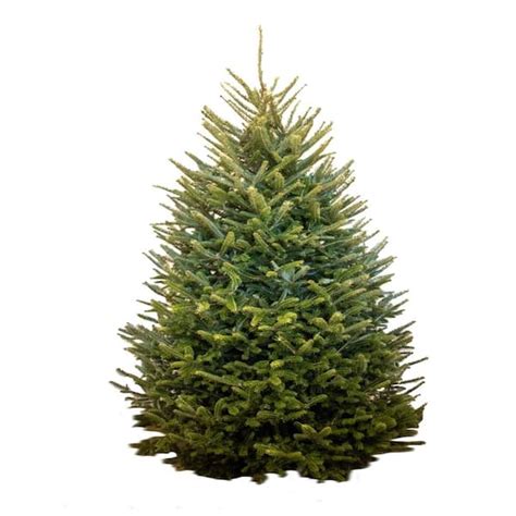 7 8 Ft Freshly Cut Live Abies Fraser Fir Christmas Tree 837265 The