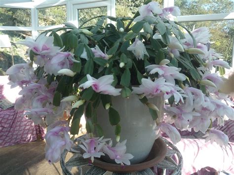 But if not, here's what you need to do to force it into dormancy. Festive Houseplants - Dobies blog
