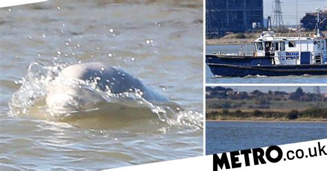 Benny The Beluga Whale Spotted Swimming In River Thames Again Metro News