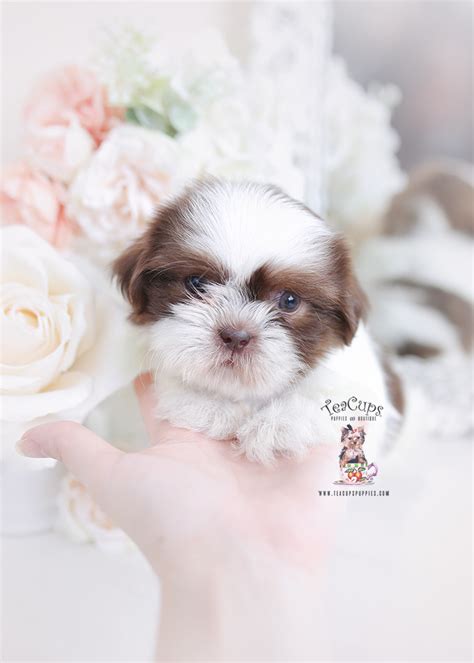 Over 113 shitsu pictures to choose from, with no signup needed. Cute Shih Tzu Puppies For Sale | Teacup Puppies & Boutique