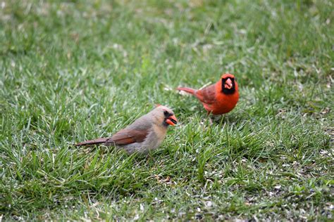Northern Cardinal Pair Photo By Courtney Celleyusfws Flickr