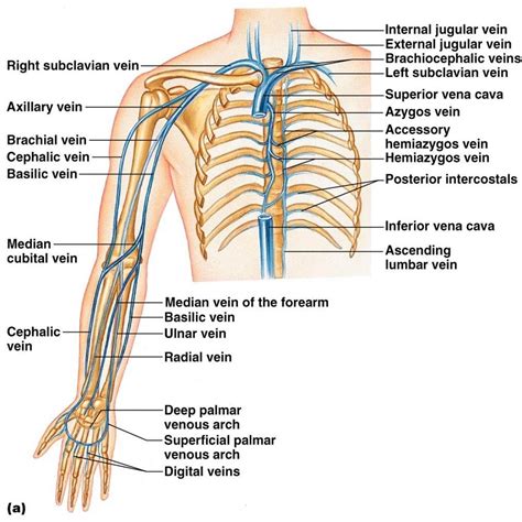 Pin By Sahana On Anatomy And Physiology Arteries And Veins Arteries
