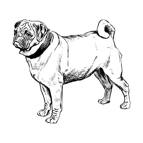 Dibujos De Perros Para Colorear Dibujos De Razas De Perros Para Pintar