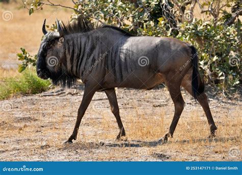 Male Wildebeest Stock Image Image Of Zimbabwe Park 253147171