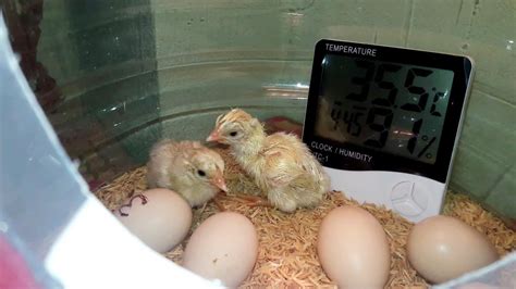 Chicks Hatched Result Hatching Egg In Homemade Incubator Day 20 Youtube