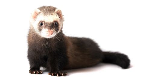 Information About Ferrets