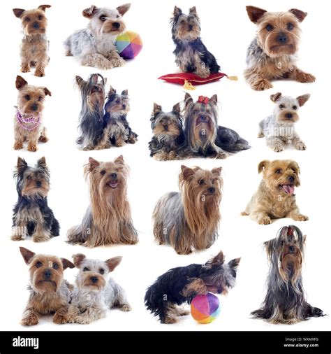 Purebred Yorkshire Terriers In Front Of White Background Stock Photo