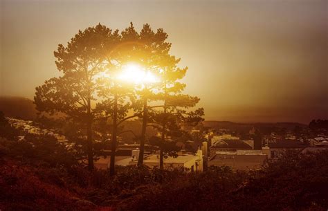 Afternoon Golden Golden Hour Hour Sun Trees Sunset Cool