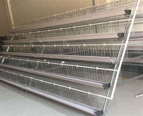 Easy Assembly Automatic Layer Chicken Cages Midlandskenyachicken