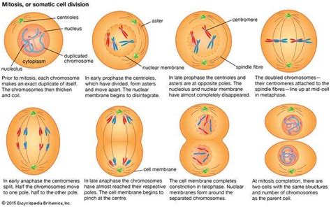 Cell Cell Division And Growth