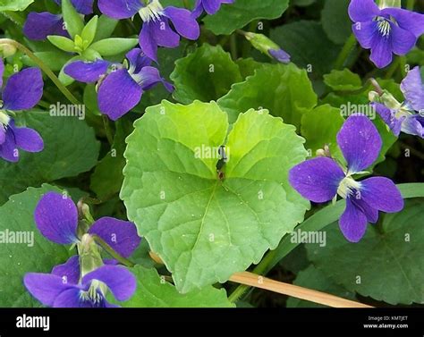 Some Blue Wild Violets And Heart Shaped Leaf Stock Photo Alamy