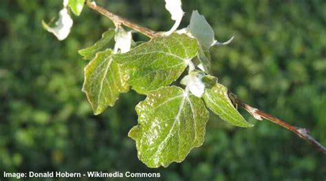 Poplar Trees Types Bark Leaves Identification With Pictures