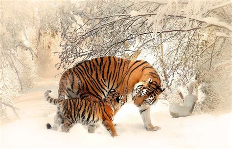Tiger Snow Winter Animals Wallpapers Hd Desktop And