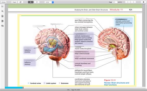 Ap Psych Figure 111 Brain Structures And Their Functions Diagram Quizlet
