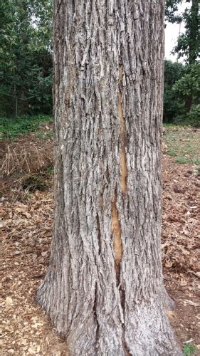 Hickory Trunk Damage Caused By Root Rot Walter Reeves The Georgia