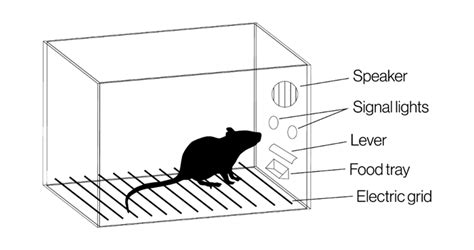 Loyalty Psychology Series Operant Conditioning Loyalty And Reward Co