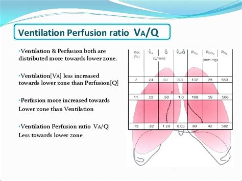 Alveolar Ventilation Perfusion Key Points Alveolar Ventilationv A
