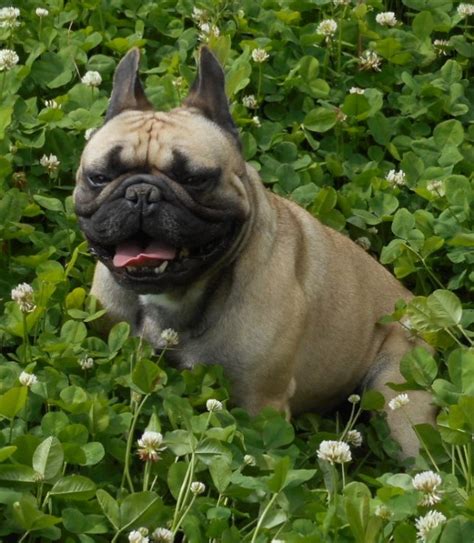 Browse photos and descriptions of 1000 of oklahoma french bulldog puppies of many breeds available right now! French Bulldog Breeder - Bulldogs for Sale in Oklahoma | S ...