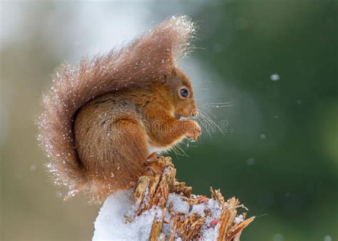 Red Squirrel With Snow On Tail Taken In Northumberland England This