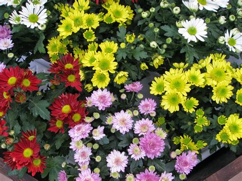 Romantic Flowers Chrysanthemum Flowers