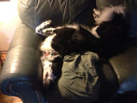 22 Border Collies Sleeping In Totally Ridiculous Positions The Paws
