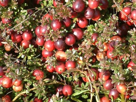 Nantucket Cranberry Festival By Jim Lentowski Cranberries Before