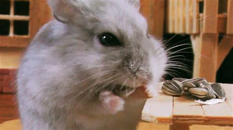 Hamster E As Sementes De Girassol Hamster An O Russo Youtube