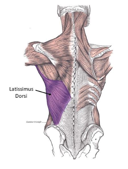 A Where Is Latissimus Dorsi Located B Explain Its Action
